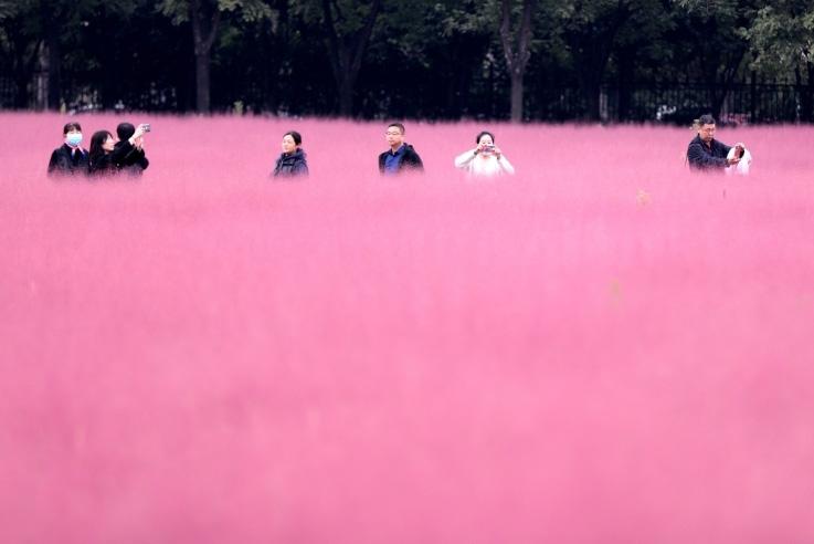 邂逅這片“粉霧?！?>
     <p>邂逅這片“粉霧?！?/p>
</a><a href=
