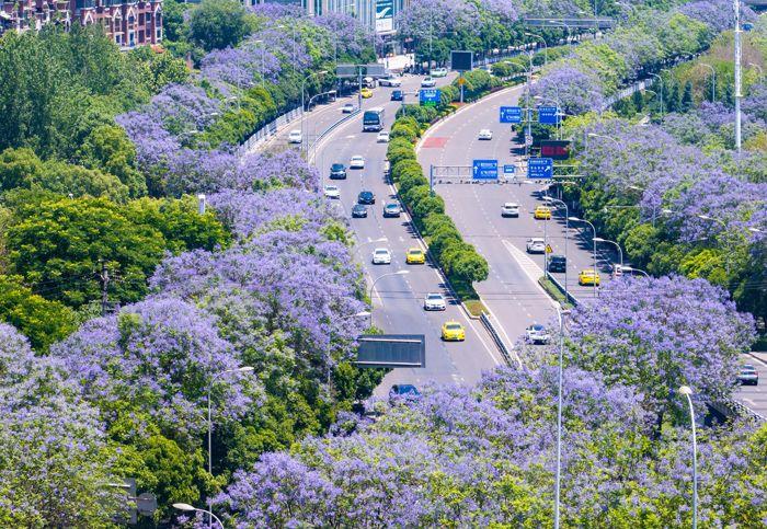 重慶藍(lán)花楹盛開 城市道路變身“紫色花?！?>
     <p>重慶藍(lán)花楹盛開 城市道路變身“紫色花?！?/p>
</a><a href=