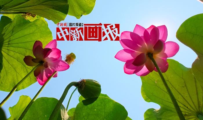 一朵荷花開 夏意滿塘來