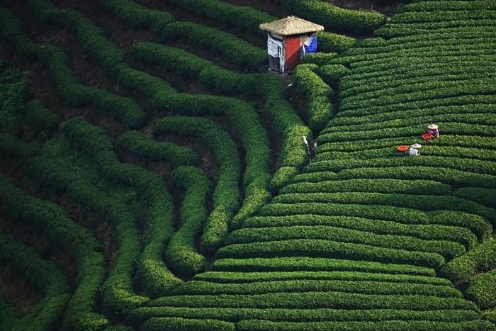 廣西賀州：20多萬畝茶園進(jìn)入秋茶采摘期