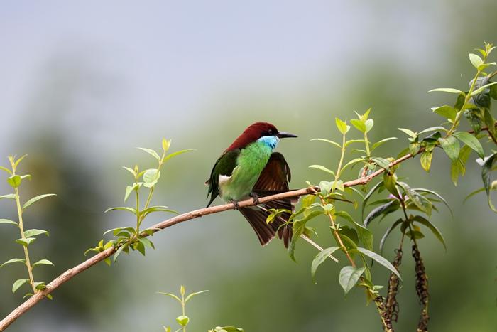 “中國最美小鳥”藍(lán)喉蜂虎現(xiàn)身閩北