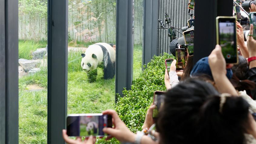 北京動物園大熊貓新館正式向公眾開放