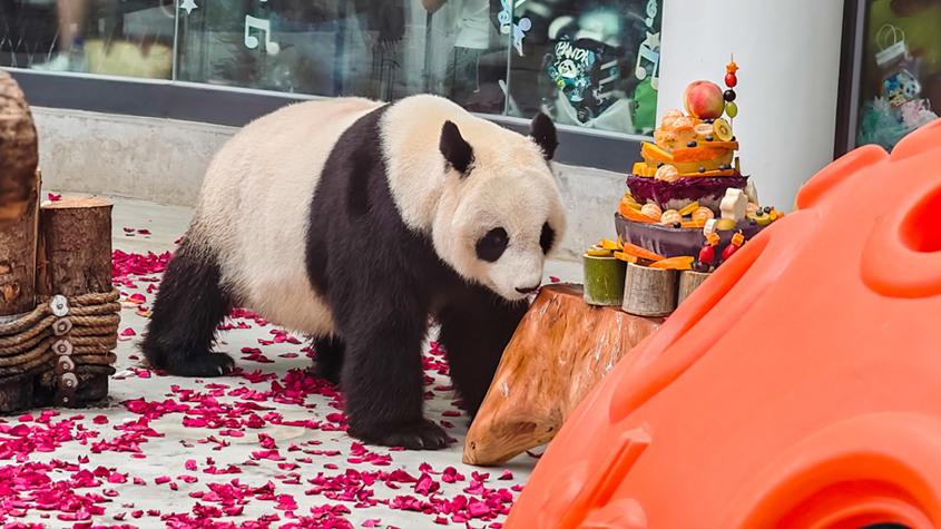 天津動物園大熊貓“喜樂”迎來13歲生日