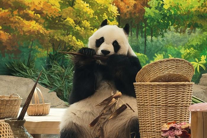 北京動物園大熊貓“白天”喜迎八歲生日
