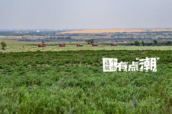 鄂爾多斯：“植此青綠” 見證毛烏素的綠色奇跡