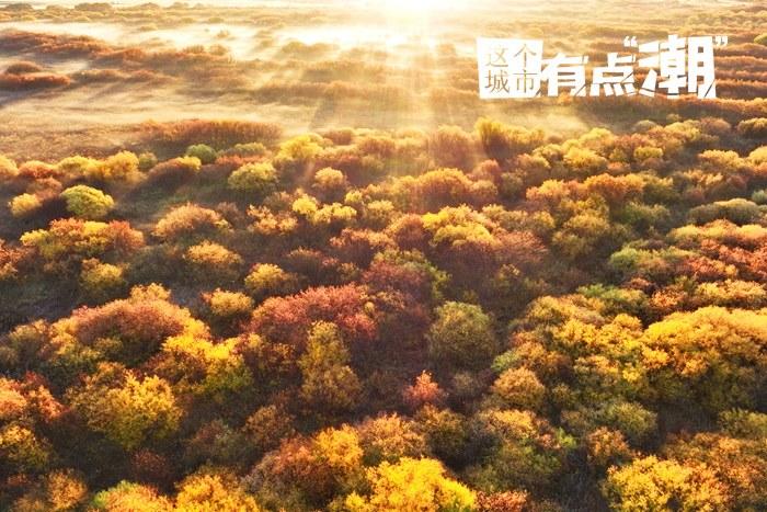呼倫貝爾：頂流強勢回歸 描繪現(xiàn)實版“秋日油畫”