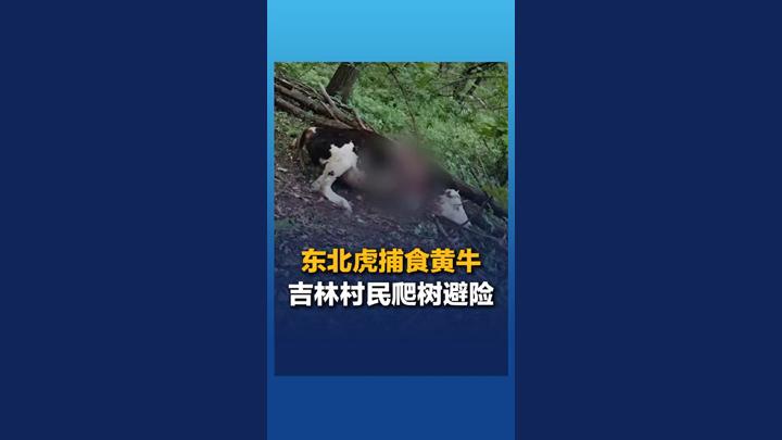 吉林村民遇東北虎捕食黃牛 危急時(shí)刻爬樹避險(xiǎn)