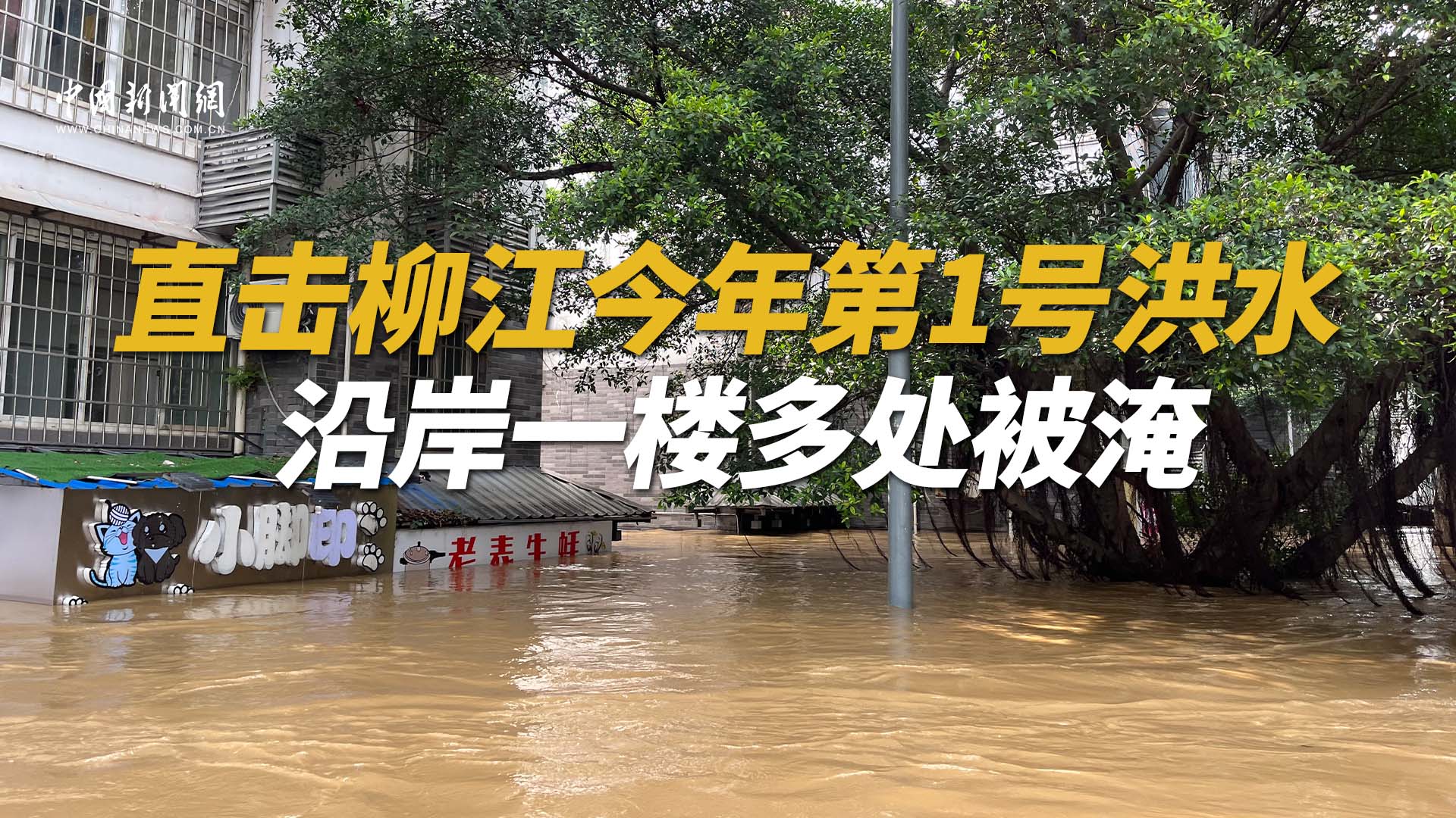 直擊柳州今年第1號洪水 沿岸一樓多處被淹