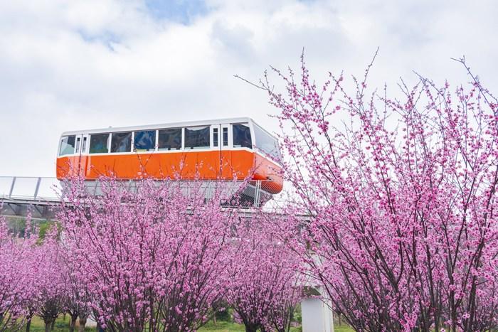 纜車穿梭“粉色花?！?宛若進入童話世界 
