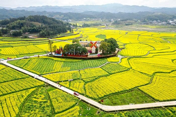 春日賞花季！湖南會(huì)同萬(wàn)畝油菜花田競(jìng)相綻放