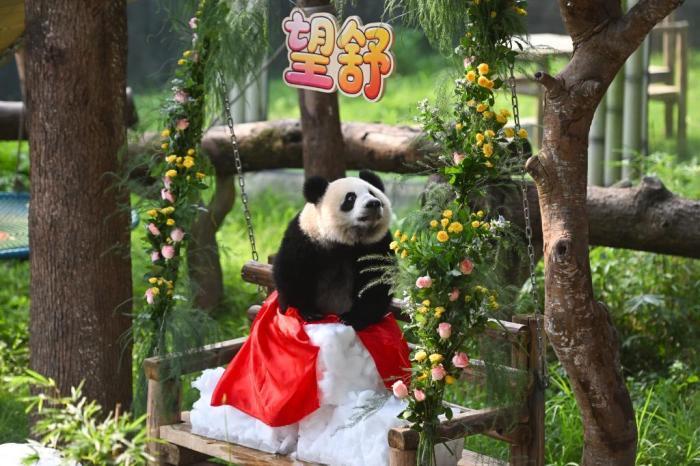 重慶大熊貓“良月”幼崽迎周歲生日 名字揭曉“望舒”