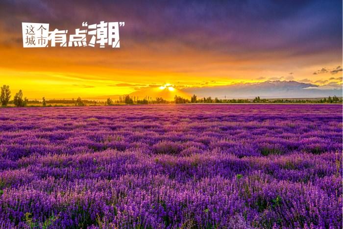 新疆霍城：奔赴一場與薰衣草的約會(huì)