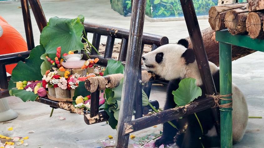 天津動物園大熊貓“格格”喜迎23歲生日